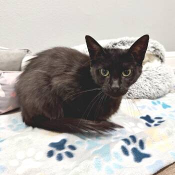 Amy -  Domestic Long Hair Cat for Adoption in Lewisville, Texas - Amy | PetCurious