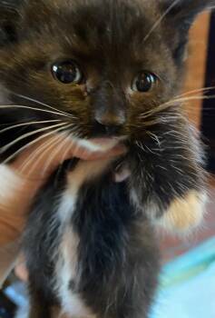 Sassy 2023 -  Domestic Short Hair Cat for Adoption in Virginia Beach, Virginia - Sassy 2023 | PetCurious