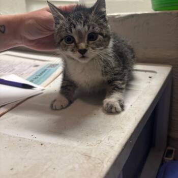 Domestic Short Hair Cats Available for Adoption in Clanton, Alabama - Star | PetCurious