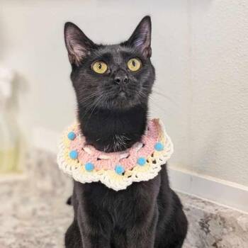 Trixie -  Domestic Short Hair Cat for Adoption in Waynesville, North Carolina - Trixie | PetCurious