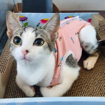 Domestic Short Hair and Tabby Cats Available for Adoption - :::Molly::: | PetCurious