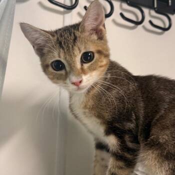 Pua -  Domestic Short Hair Cat for Adoption in Lakeland, Florida - Pua | PetCurious