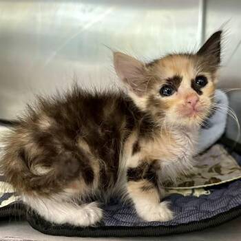 TULIP -  Domestic Short Hair Cat for Adoption in Riverside, California - TULIP | PetCurious