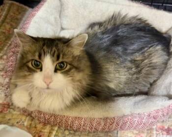 JAZZY -  Tabby Cat for Adoption in Lake Ozark, Missouri - JAZZY | PetCurious