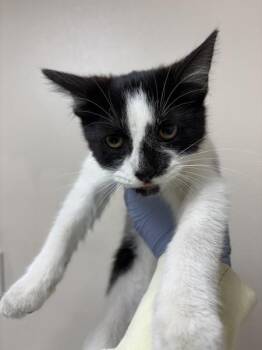 Wagyu -  Domestic Short Hair Cat for Adoption in Sherwood, Oregon - Wagyu | PetCurious