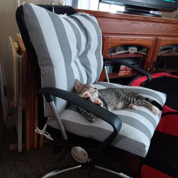 Snuggles -  Domestic Short Hair Cat for Adoption in Akron, Ohio - Snuggles | PetCurious