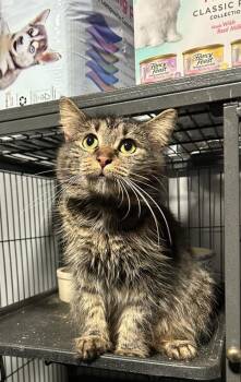 Rescue Domestic Long Hair Cats for Adoption in Richmond Dale, Ohio - Twilight | PetCurious