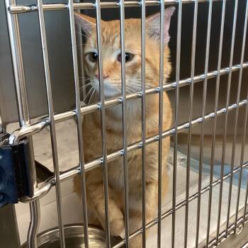 Charles Xavier -  Domestic Short Hair Cat for Adoption in Tampa, Florida - Charles Xavier | PetCurious