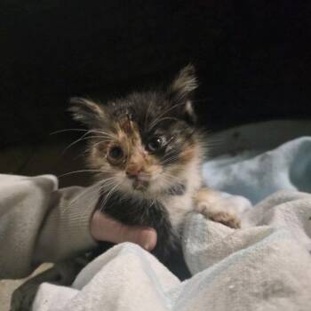 Polly -  Domestic Short Hair Cat for Adoption in Klamath Falls, Oregon - Polly | PetCurious
