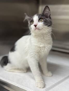 Quinn -  Domestic Medium Hair Cat for Adoption in Pawleys Island, South Carolina - Quinn | PetCurious