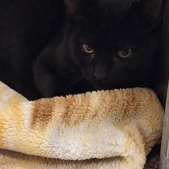 Grim -  Domestic Short Hair Cat for Adoption in Rock Hill, New York - Grim | PetCurious