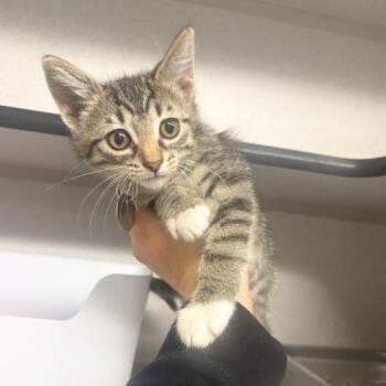 KATIE -  Domestic Short Hair Cat for Adoption in Aurora, Colorado - KATIE | PetCurious