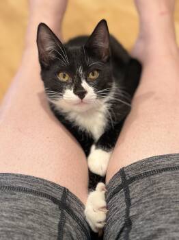 Sylvester -  Domestic Short Hair Cat for Adoption in Darien, Connecticut - Sylvester | PetCurious