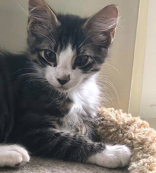 Rescue Tabby and Domestic Medium Hair Cats for Adoption in Fort Myers, Florida - Newhart | PetCurious