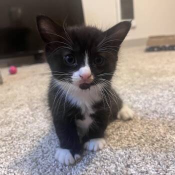 RC Cola -  Domestic Short Hair Cat for Adoption in Spokane, Washington - RC Cola | PetCurious