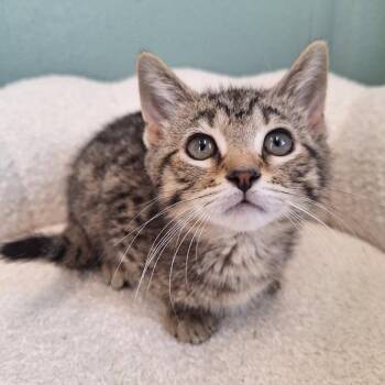 North -  Domestic Short Hair Cat for Adoption in Attica, New York - North | PetCurious
