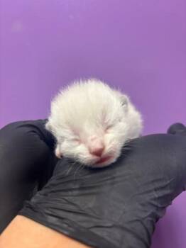 60658847 -  Domestic Short Hair Cat Available for Adoption in El Paso, Texas - 60658847 | PetCurious