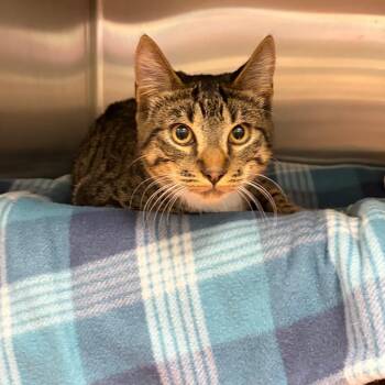 Casper -  Domestic Short Hair Cat for Adoption in Keizer, Oregon - Casper | PetCurious