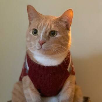 Rescue Domestic Short Hair Cats for Adoption in Rochester, Minnesota - Theo | PetCurious