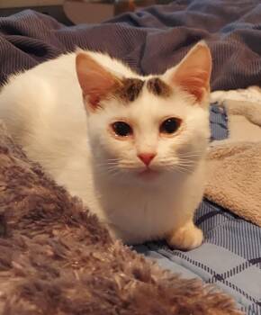 Rescue Domestic Short Hair Cats for Adoption in Roxbury Township, New Jersey - Wednesday And Pugsley | PetCurious