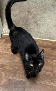 Marcy -  Domestic Short Hair Cat for Adoption in Anchorage, Alaska - Marcy | PetCurious