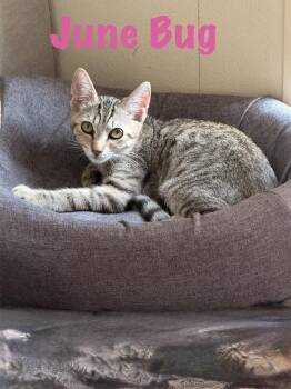 June Bug -  Domestic Short Hair Cat for Adoption in Ruskin, Florida - June Bug | PetCurious