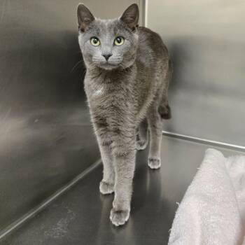 Domestic Short Hair Cats Available for Adoption in Rocky Mount, Virginia - Skedaddle | PetCurious