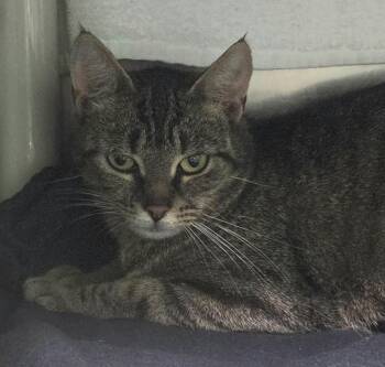 Domestic Short Hair Cats Available for Adoption in Olean, New York - Dough | PetCurious