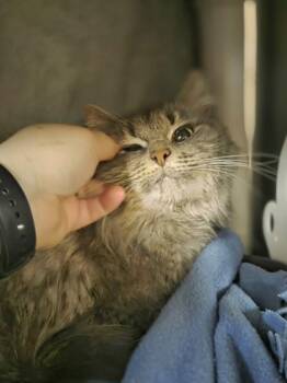Moonbeam Ice Cream -  Domestic Medium Hair and Domestic Short Hair Cat for Adoption in Westland, Michigan - Moonbeam Ice Cream | PetCurious
