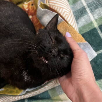 Rescue Domestic Short Hair Cats for Adoption in Dublin, Ohio - Cedar | PetCurious