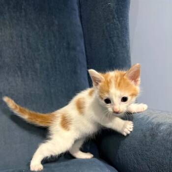Valencia -  Domestic Short Hair Cat for Adoption in Calgary, Alberta - Valencia | PetCurious