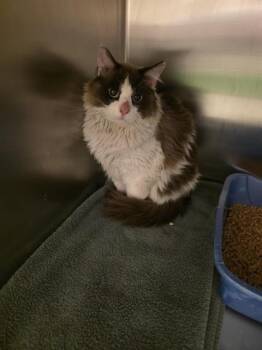 TALKIN TOM -  Snowshoe Cat for Adoption in West Valley City, Utah - TALKIN TOM | PetCurious