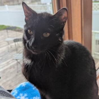 Domestic Short Hair Cats Available for Adoption in Fargo, North Dakota - Talladega--In Foster | PetCurious