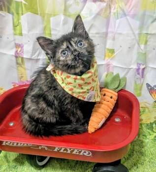 Domestic Short Hair Cats Available for Adoption in Chesapeake Beach, Maryland - Carrot | PetCurious
