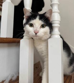 Rescue Domestic Short Hair Cats for Adoption in Hendersonville, Tennessee - Bodhi - Shy & Loving | PetCurious