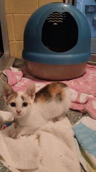 Tuna Turner -  Domestic Short Hair Cat for Adoption in Charleston, South Carolina - Tuna Turner | PetCurious