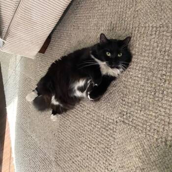 Domestic Medium Hair Cats Available for Adoption in Arlington, Virginia - Dime-Dog Friendly Delight! | PetCurious