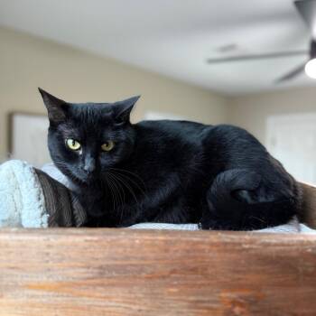 Luna -  American Shorthair Cat for Adoption in Houston, Texas - Luna | PetCurious