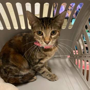 Akira -  Domestic Short Hair Cat for Adoption in Memphis, Tennessee - Akira | PetCurious
