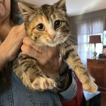 American Shorthair Cats Available for Adoption in Stamford, Connecticut - Shira: A Quiet, Shoulder-Riding Cuddle Queen | PetCurious