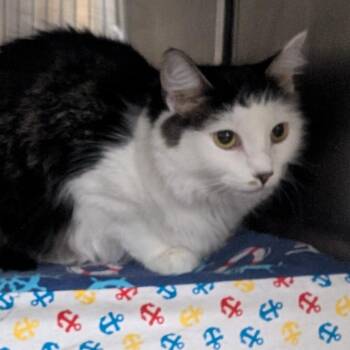 Diva (aka Purrito) -  Domestic Short Hair Cat for Adoption in Falls Church, Virginia - Diva (aka Purrito) | PetCurious