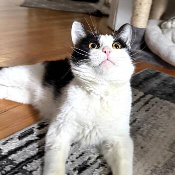 Domestic Short Hair Cats Available for Adoption in Evanston, Illinois - Bono | PetCurious
