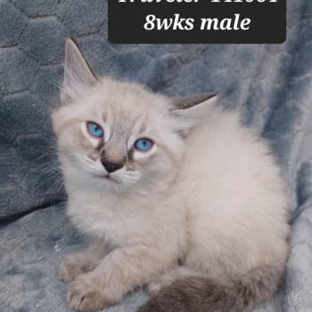 Siamese Cats Available for Adoption in New Tazewell, Tennessee - Traveler | PetCurious