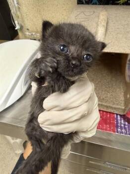 EBONY -  Domestic Short Hair Cat for Adoption in Riverside, California - EBONY | PetCurious