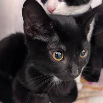 Screech -  Domestic Short Hair Cat for Adoption in Goleta, California - Screech | PetCurious
