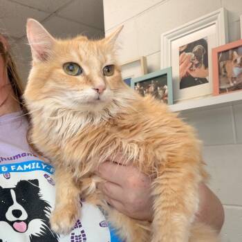Gertie -  Domestic Short Hair Cat for Adoption in Indianapolis, Indiana - Gertie | PetCurious