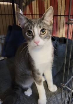 Mex -  Domestic Short Hair Cat for Adoption in Loveland, Ohio - Mex | PetCurious
