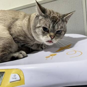 Domestic Short Hair and Siamese Cats Available for Adoption - Paddy | PetCurious