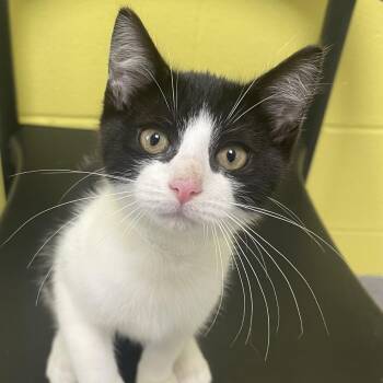 Steel -  Domestic Short Hair Cat for Adoption in New Philadelphia, Ohio - Steel | PetCurious