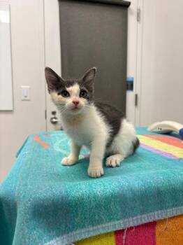 Neon Tetra -  Domestic Short Hair Cat for Adoption in Kansas City, Missouri - Neon Tetra | PetCurious